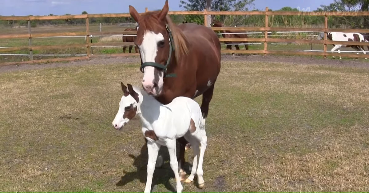 Filly Foal Born With Rare Medicine Hat Pattern